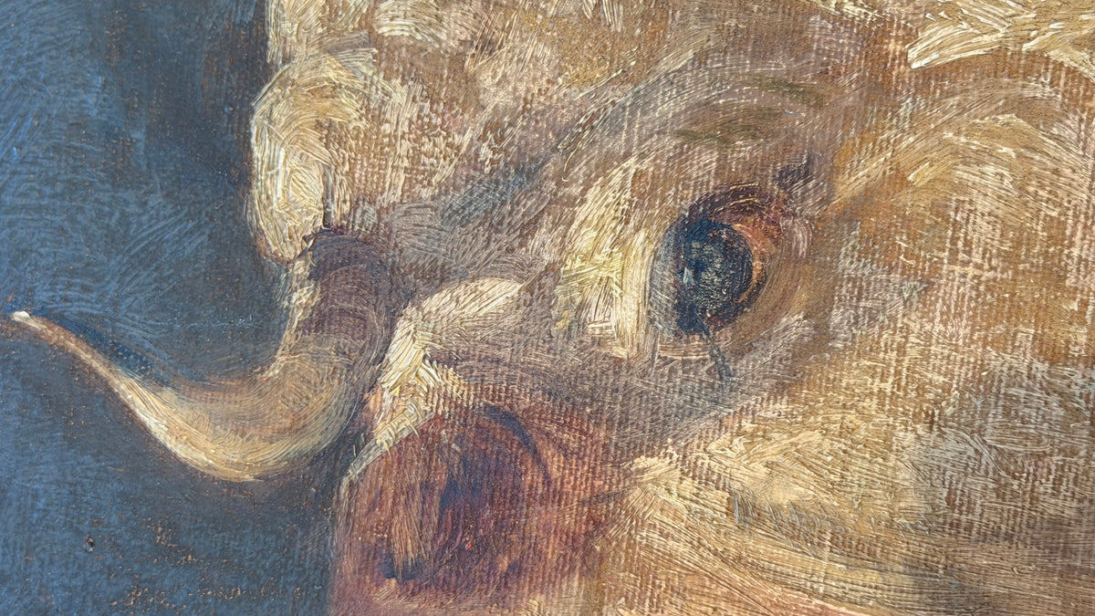 English Portrait of a Cow 19th Century