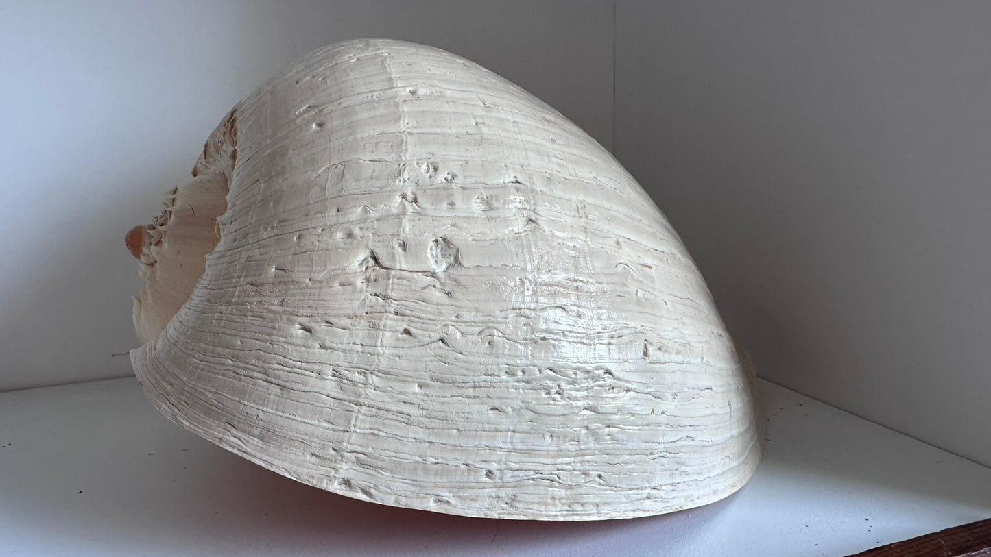 Two XL Melon Diadema Shells