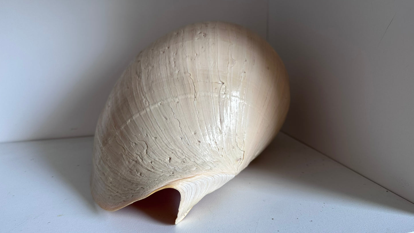 Two XL Melon Diadema Shells