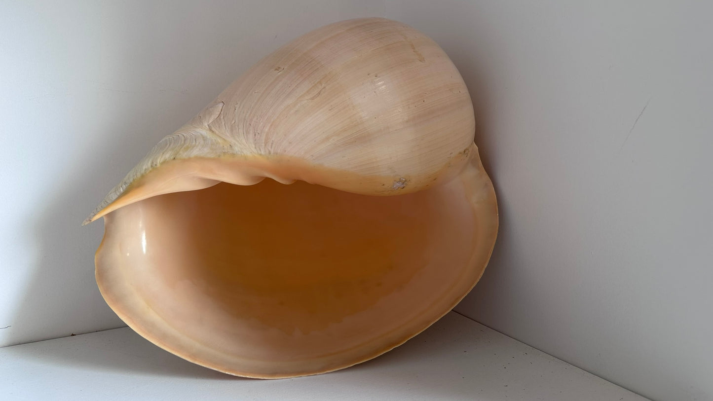 Two XL Melon Diadema Shells