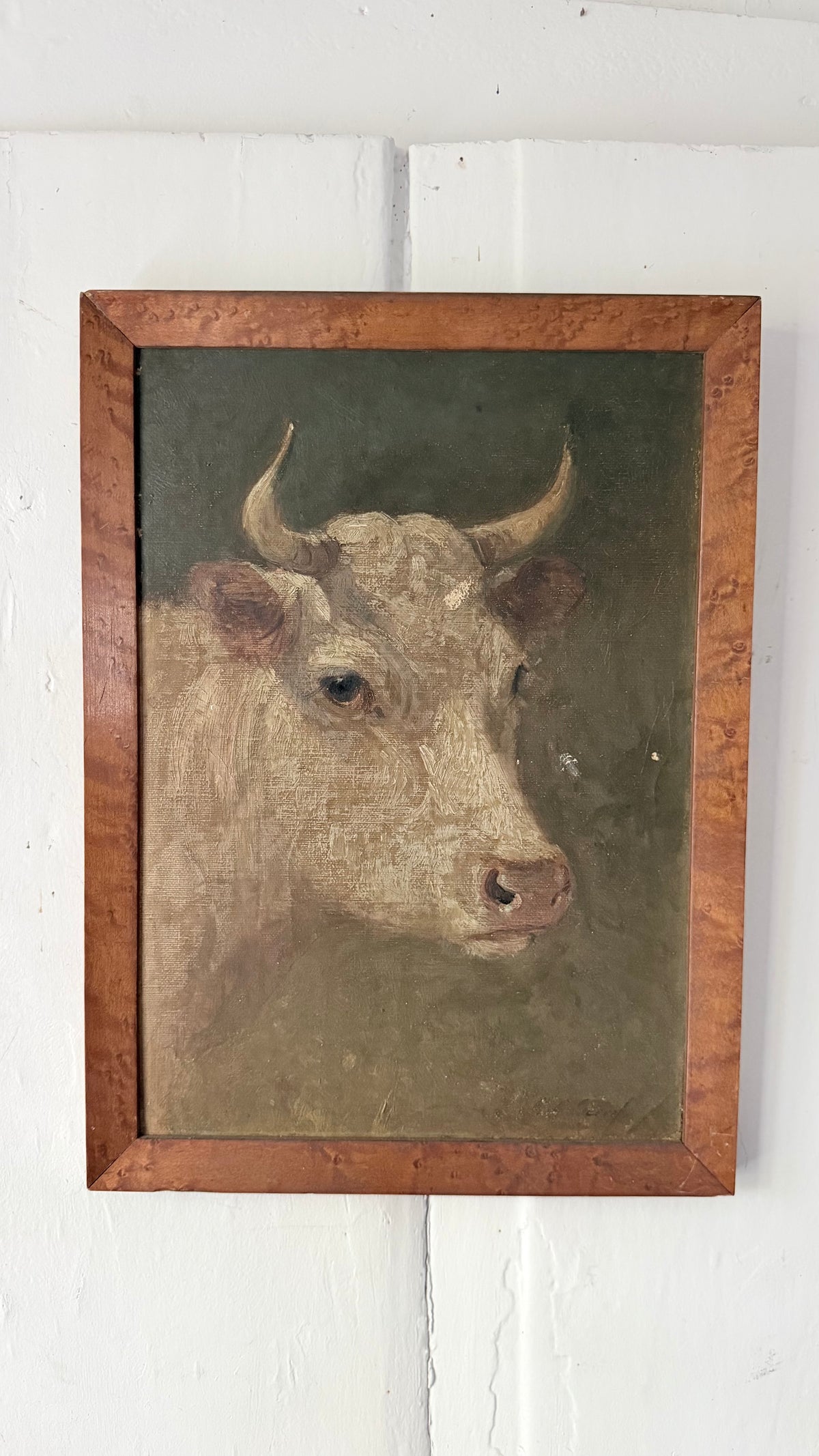 English Portrait of a Cow 19th Century