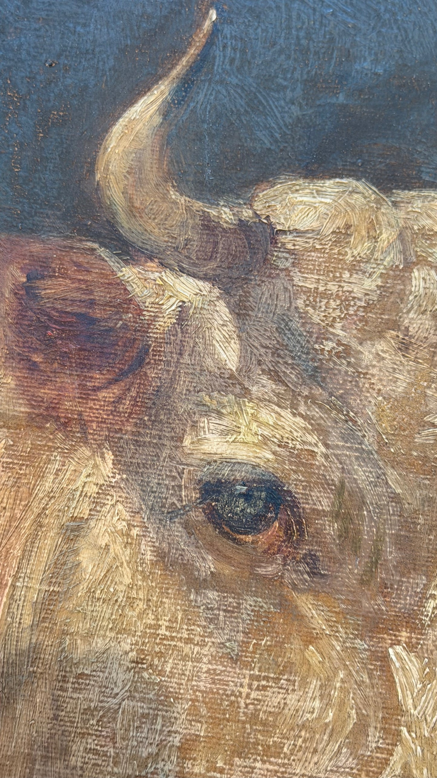 English Portrait of a Cow 19th Century