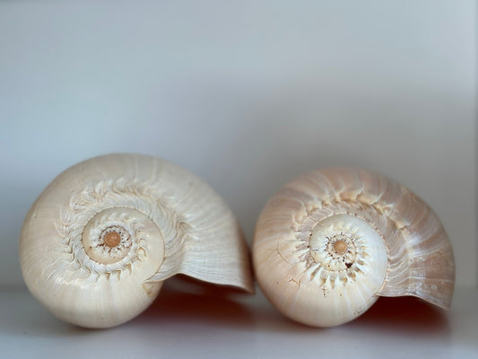 Two XL Melon Diadema Shells
